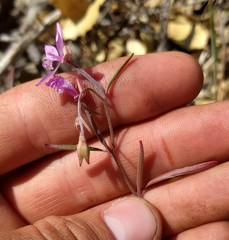 Clarkia modesta
