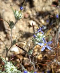 Eriastrum calocyanum
