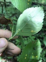 Crataegus ashei
