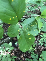 Crataegus ashei