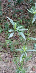 Magnoliopsida