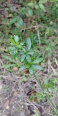 Magnoliopsida