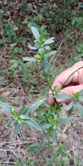 Magnoliopsida