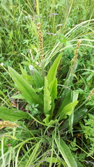 Plantago macrocarpa