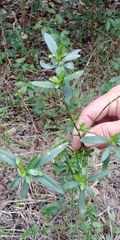 Magnoliopsida