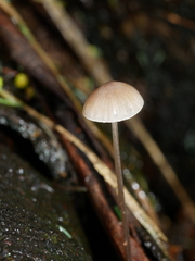 Mycena austrofilopes