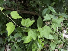 Passiflora sexflora