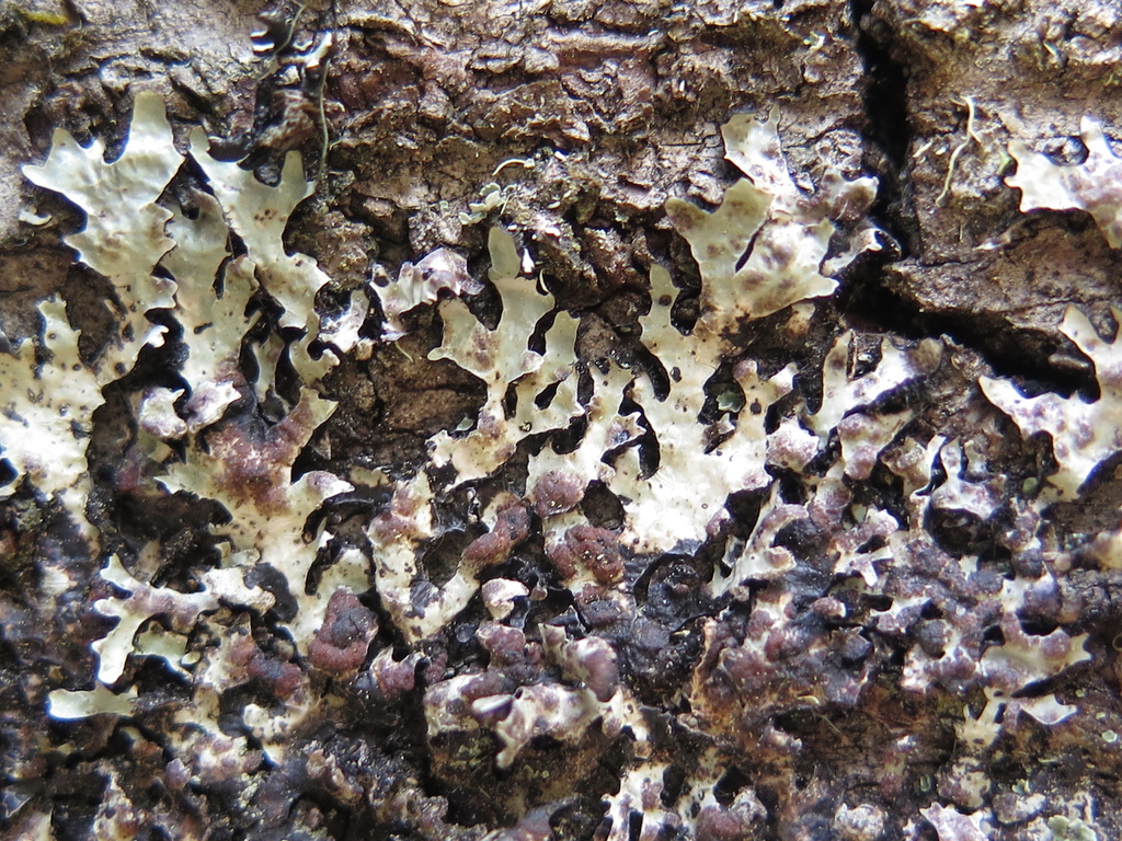 Arthophacopsis