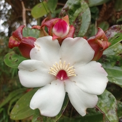 Blakea quadrangularis