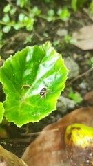 Paratriarius