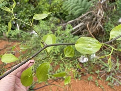 Smilax domingensis
