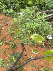 Smilax domingensis