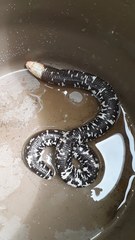 Amphisbaena fuliginosa amazonica