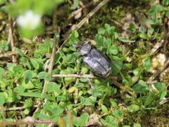 Clinterocera scabrosa