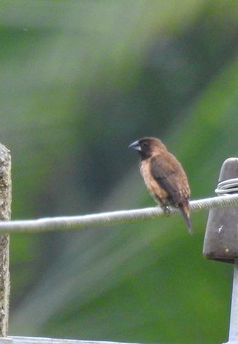 Black-throated Munia (Lonchura kelaarti), photo 6