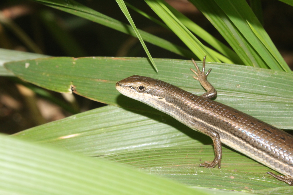 Grass-Top Skink