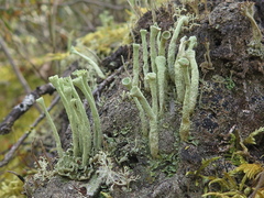 Cladonia deformis