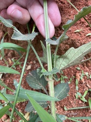 Bidens cynapiifolia