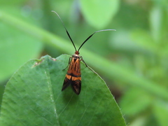 Nemophora staudingerella