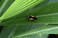 Hemithyrsocera vittata