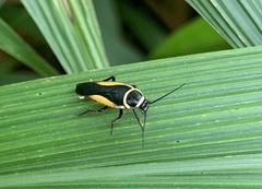 Hemithyrsocera vittata