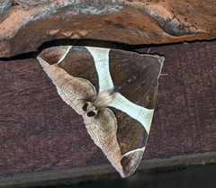 Bastilla crameri