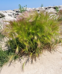 Hordeum jubatum