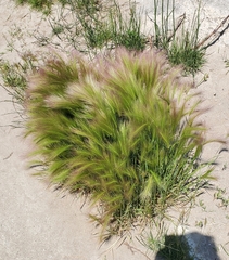 Hordeum jubatum