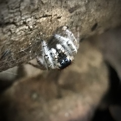 Phidippus whitmani