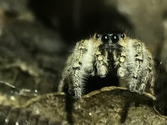 Phidippus whitmani
