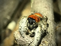 Phidippus whitmani