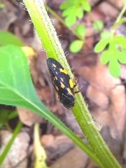 Takagia lugubris