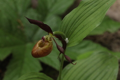 Cypripedium shanxiense