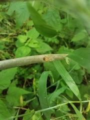 Fraxinus biltmoreana