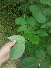 Fraxinus biltmoreana
