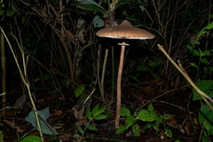 Macrolepiota