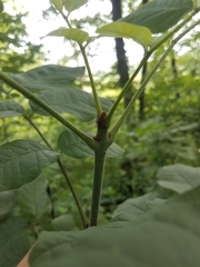 Fraxinus biltmoreana