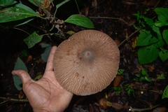 Macrolepiota