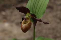 Cypripedium shanxiense