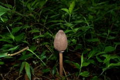 Macrolepiota