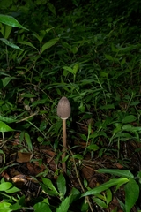 Macrolepiota