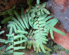 Gleichenia polypodioides