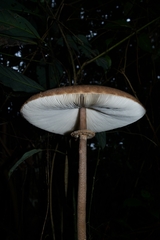 Macrolepiota