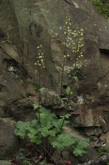 Heuchera alba
