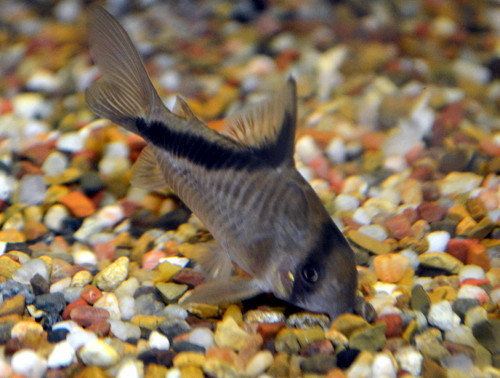 Bandit Corydoras