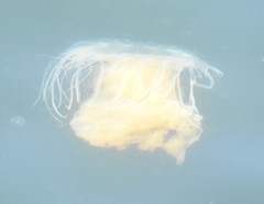 Phacellophora camtschatica image
