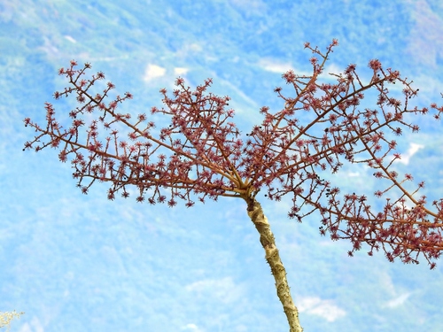 Aralia decaisneana (Aralia decaisneana)