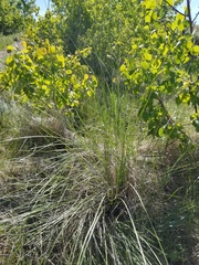 Festuca campestris