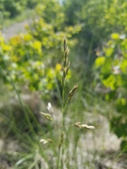 Festuca campestris