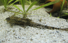 Chocolate-Colored Catfish photo 4